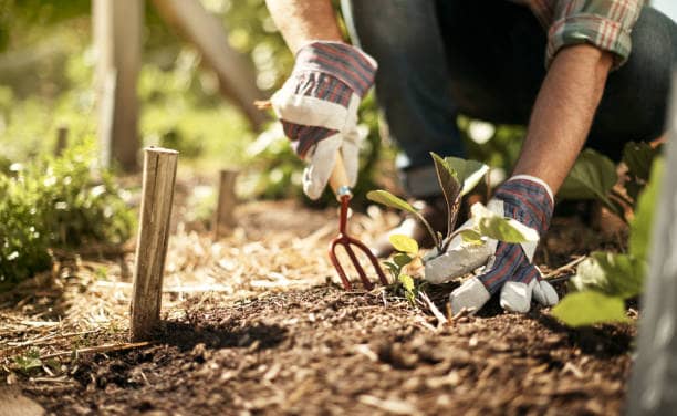 Les astuces et bienfaits du jardinage